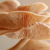 Close-up of beige mushroom gills